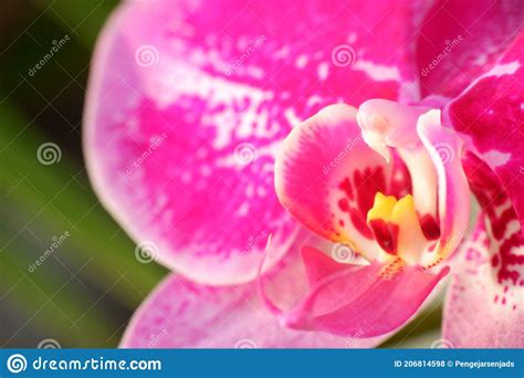 Close Up Detail Macro Structure Of Purple Dendrobium Orchid Flower