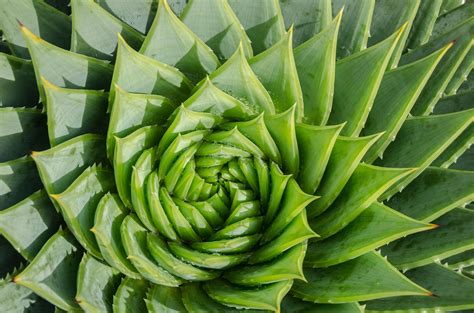 See more of spiral on facebook. What Is A Spiral Aloe Plant - How To Grow A Spiral Aloe ...