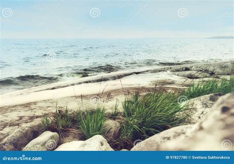 Grass On A Rocky Seashore Stock Photo Image Of North 97827780
