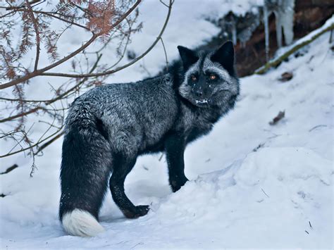 The Rare Beauty Of Black Foxes 15 Pics Bored Panda