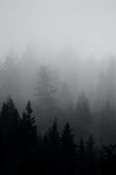 Foggy Pine Tree Forest Photo Free Grey Image On Unsplash