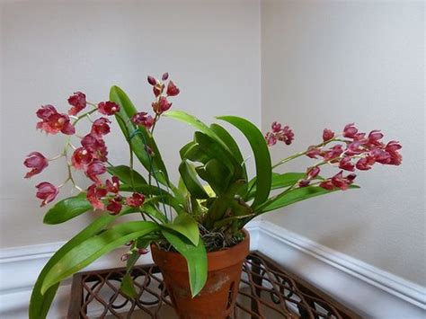 The lava charm is an accessory that grants immunity to lava for 7 seconds. Howeara Lava Burst | Orchids, Plants, Lava