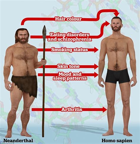 Differences Between Neanderthals And Humans