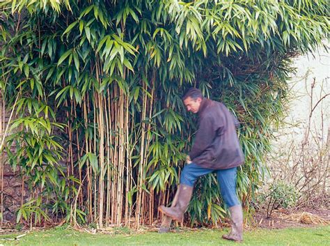 Cest Le Bon Moment Pour Planter Les Bambous Mais Choisissez Une