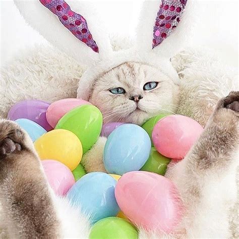 Happy Easter From The Catsluvsclub Team Catsluvsclub Catsofinstagram Easter Pets Easter