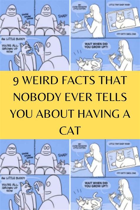 Cat Facts Weird Facts Sarcasm Posts Overprotective Mom Weird Text Message Mom Facts You