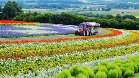 Flower Land Travel Japan Cheap Japan Travel Japan