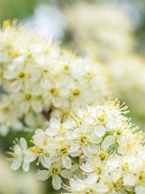 Spring Blossoms Stock Image Image Of Architecture Blossoms 29818871