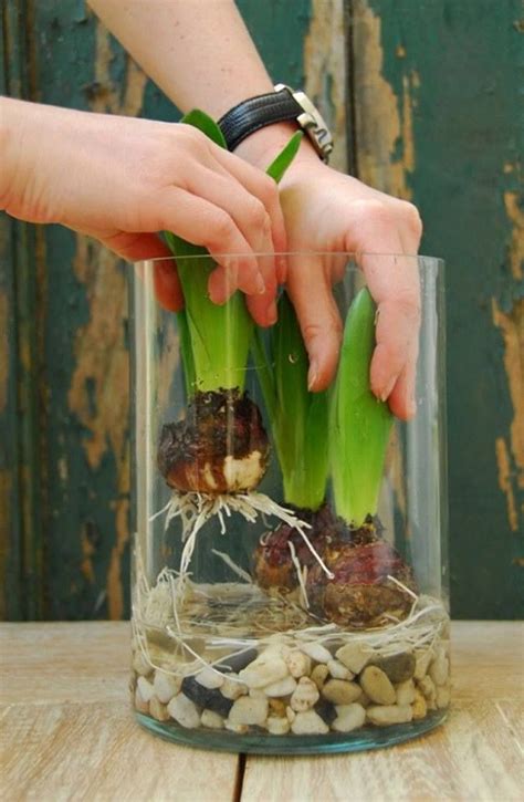How to grow tulip bulbs indoors #Flowers | ガーデニングのアイデア, 植物栽培, 水耕栽培