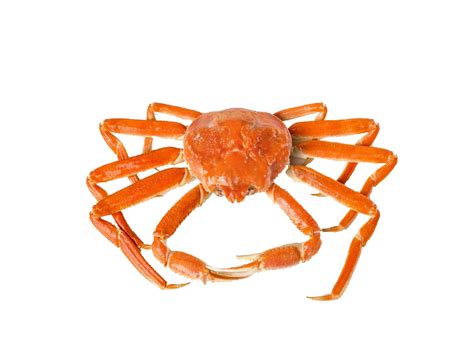 Snow Crab — Nr Seafood As