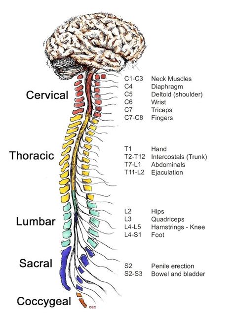 The central nervous system (cns) is the part of the nervous system consisting primarily of the brain and spinal cord. How the spinal cord works | Medical anatomy, Human anatomy and physiology, Medical knowledge