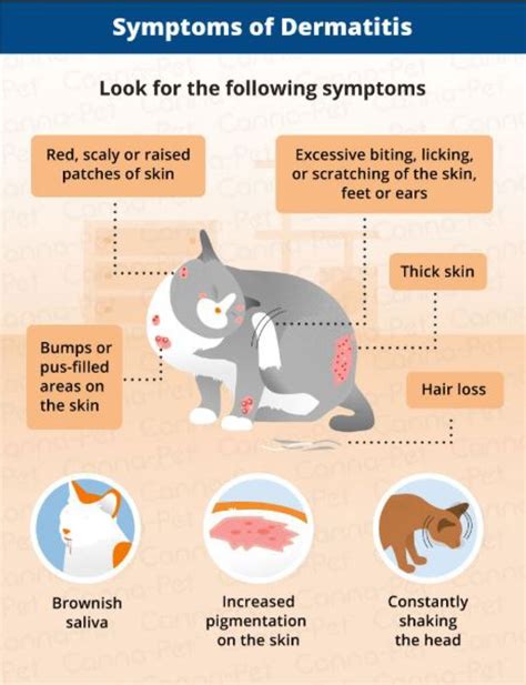 How To Treat Allergic Dermatitis In Cats Irubjo