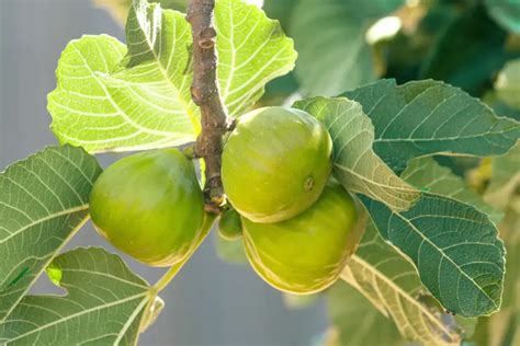10 Different Types Of Fig Trees Garden Lovers Club