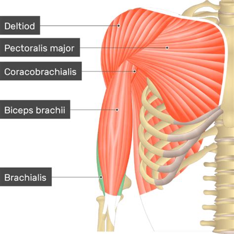 Brachialis Muscle Getbodysmart