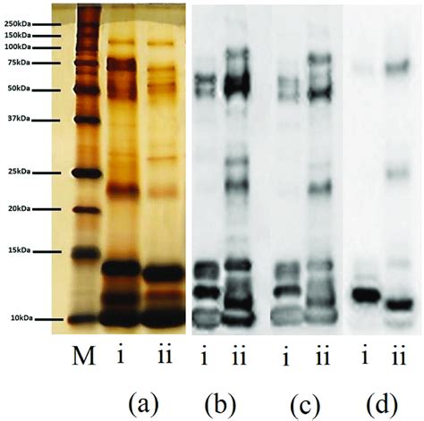 Comparison Of SDS PAGE And Western Blot Profiling Of Reduced Venoms