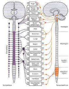 Rheuma ist keine eigenständige krankheit. Das vegetative Nervensystem | Vegetatives nervensystem ...