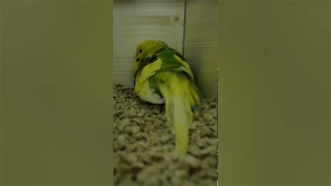 Budgie Laying Eggs Shorts Youtube