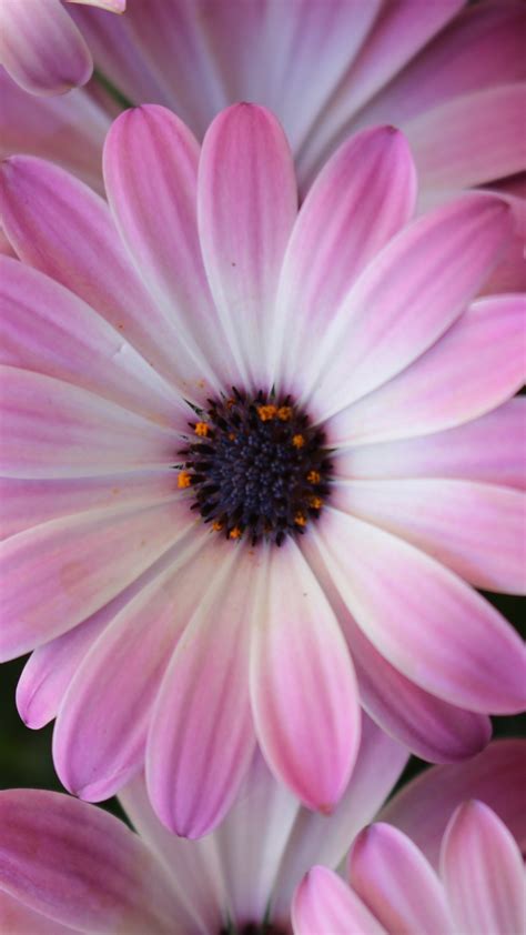 Purple And Whites Daisies Image Id 232062 Image Abyss