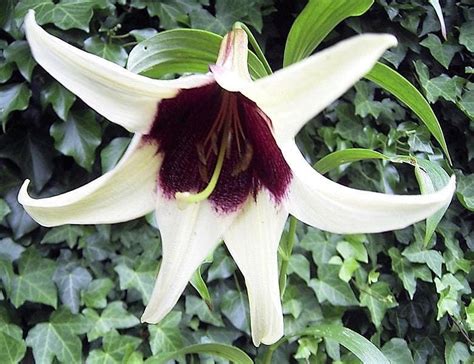 5 Nepal Lily Green And Maroon Lilium Nepalense Fragrant Flower Seeds