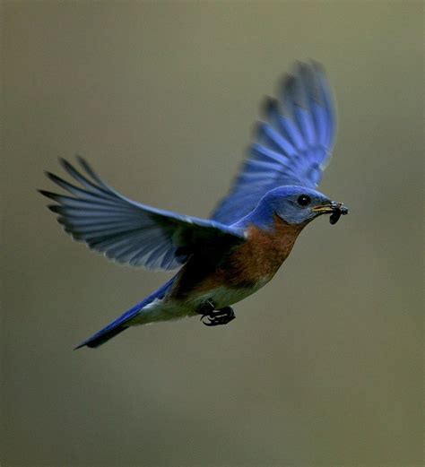 Bluebird In Flight Kinds Of Birds All Birds Pretty Birds Beautiful