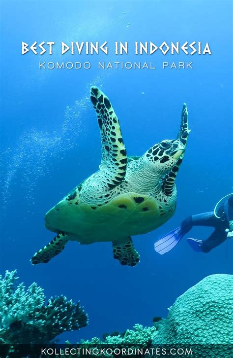 Best Diving In Indonesia Liveboard In Komodo National Park Best