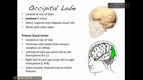 The Brain The Occipital Lobe Youtube