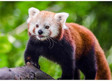 Top 10 Endangered Mammals In Nepal