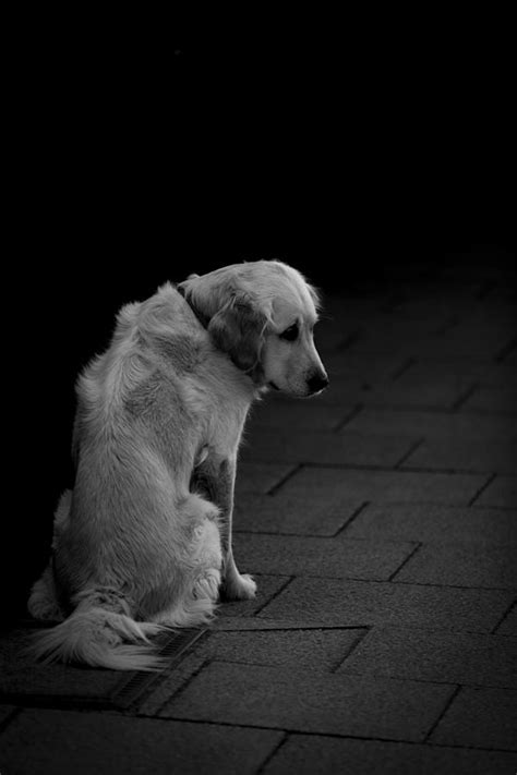 Sad Dog 2 Photograph By Les Classics Pixels