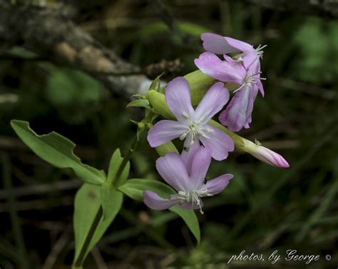 Whats Blooming Now Bouncing Bet Soapwort Sapanoria Officinalis