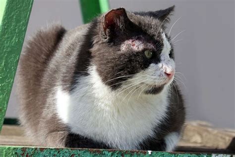 Mange In Cats Causes Symptoms Treatment And Prevention Daily Paws