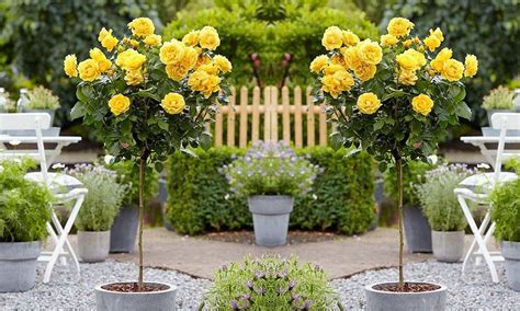 2.27.20 yellow, pink, purple, white, & black tulip magnolia flowering branches. Pair of LARGE Standard YELLOW Flowering Garden Rose Trees ...