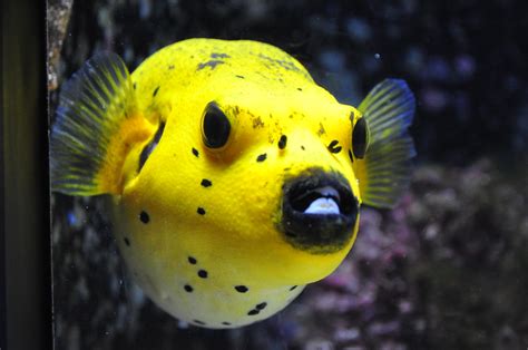 Yellow Pufferfish Churaumi Aquarium Tetraodontidae Is A F Flickr