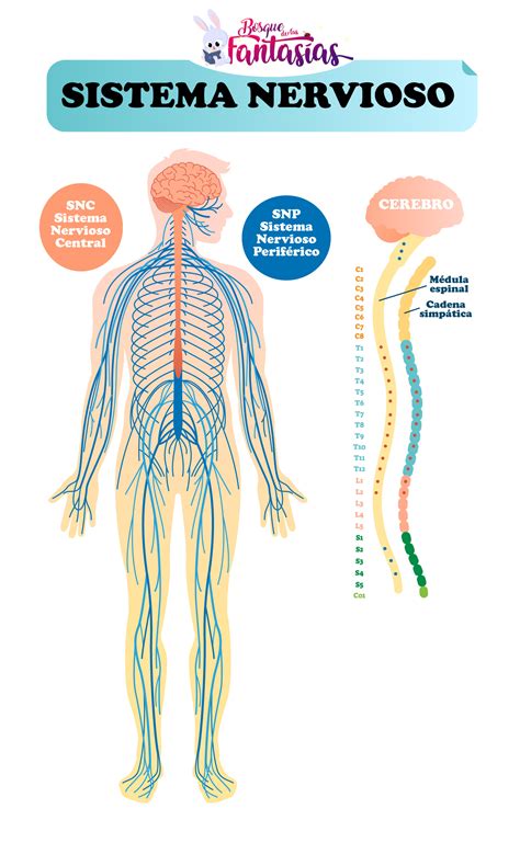 Sistema Nervioso Para Ni Os Y Ni As Figura Partes Del Sistema Nervioso
