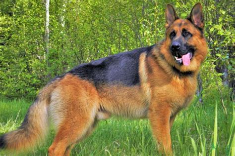 Purebred german shepherds by definition come from ancestors from germany. German Shepherd Price: How Much Does IT Cost For A Purebred GSD | Anything German Shepherd