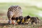 The Ultimate Duck Feeding Guide - The Happy Chicken Coop