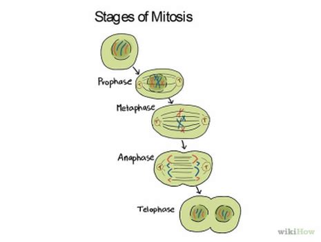 Prophase (versus interphase) is the first true step of the mitotic. SARINACELL.F - SARINACELL