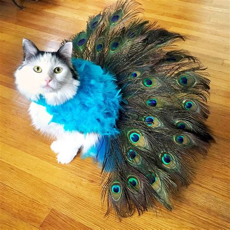 St Feline Entry Into This Years Costume Contest To Enter Https Facebook Com Events