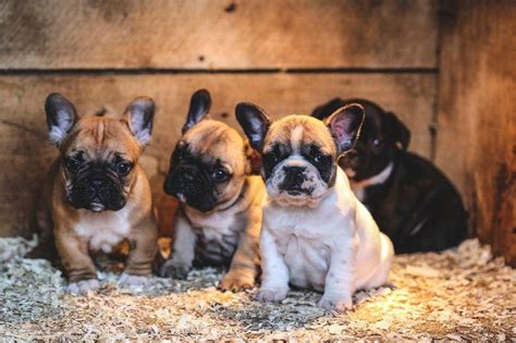 The cost of your french bull dog will depend on a multitude of factors such as colour, age and breeders geographic. French Bulldog puppies price range. How much do French ...