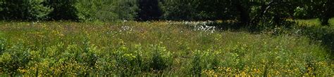How To Make A Meadow Wild Seed Project