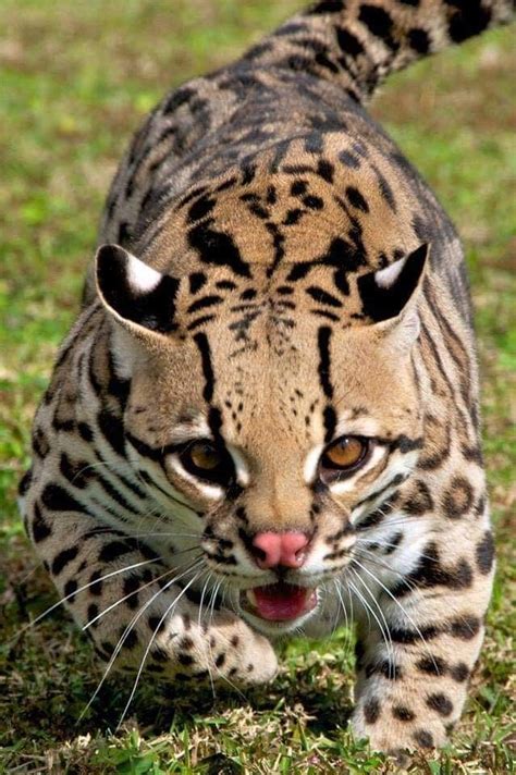 Ocelot Small Wild Cats Big Cats Cats And Kittens Cute Cats Siamese
