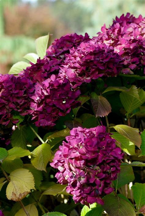 Autumn Hydrangeas My Flower Flower Garden Flowers Hydrangeas Lane