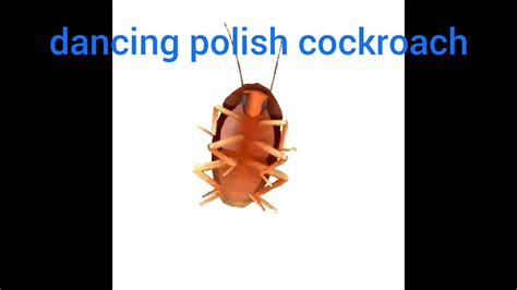 dancing polish cockroach youtube