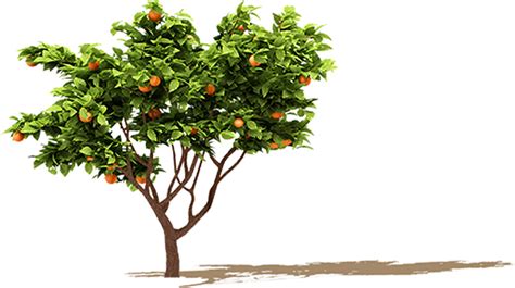 Orange Tree Png 10 Free Cliparts Download Images On Clipground 2024