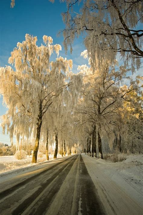 Country Road In The Winter Stock Image Image Of Scene 12566059