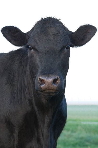 Black Angus Cattle Stock Photos Pictures And Royalty Free Images Istock