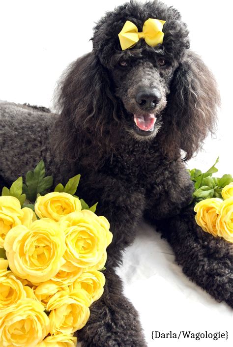 Maltipoo maltese/poodle mixed dog breed information including pictures, training, behavior, and care of maltipoos. Yellow to celebrate how much we love our dogs! {Darla ...