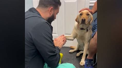 Injured Dogs Viral Video Captures Heartwarming Journey Of Trust With