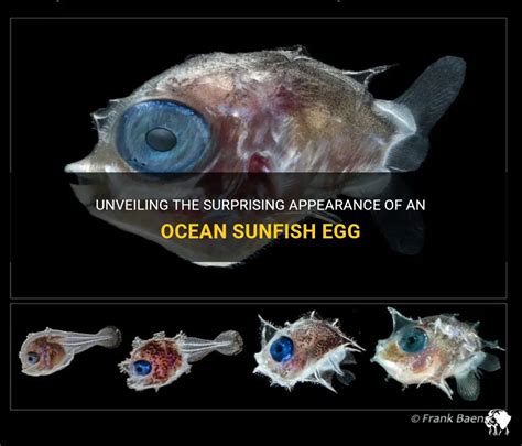 Unveiling The Surprising Appearance Of An Ocean Sunfish Egg Petshun