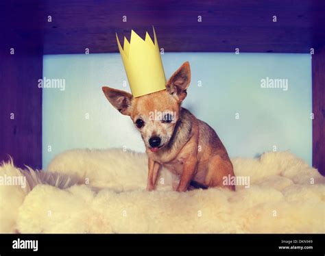 Cute Chihuahua With A Paper Crown On Stock Photo Alamy