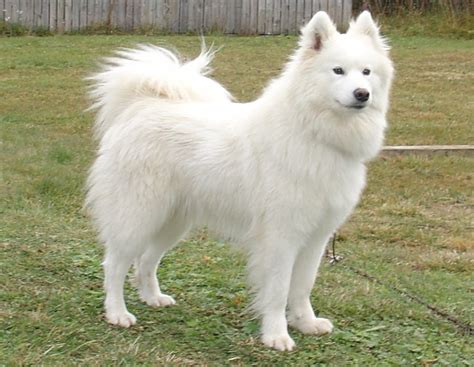Samoyed Breed Guide Learn About The Samoyed
